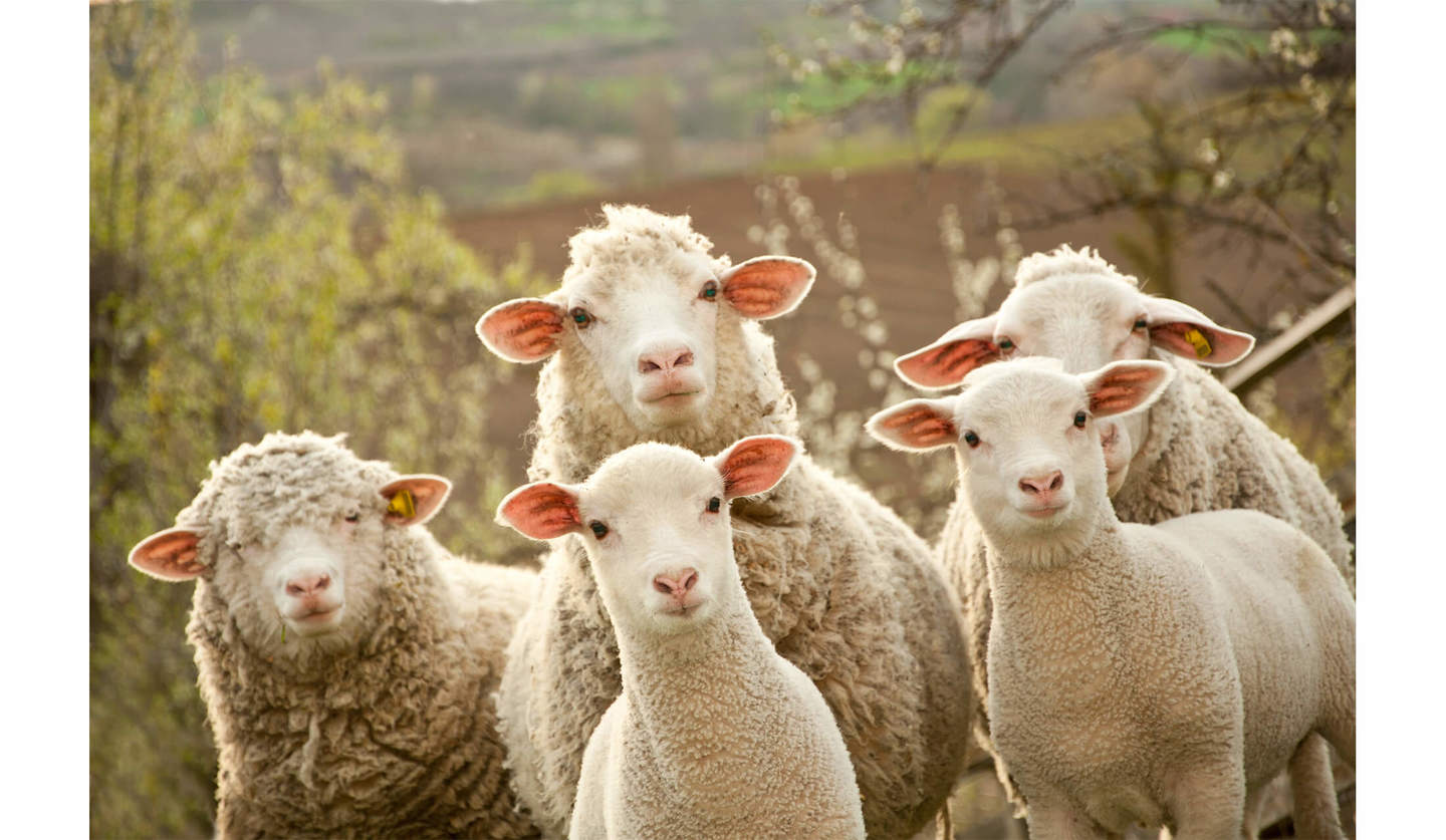 5匹の羊が同時にこちらを向いている様子