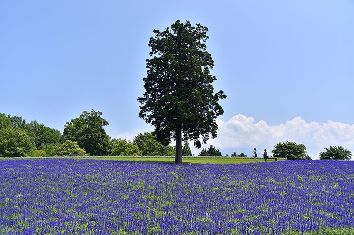 青々とした花が目にも鮮やかな、「花の丘」のブルーサルビア