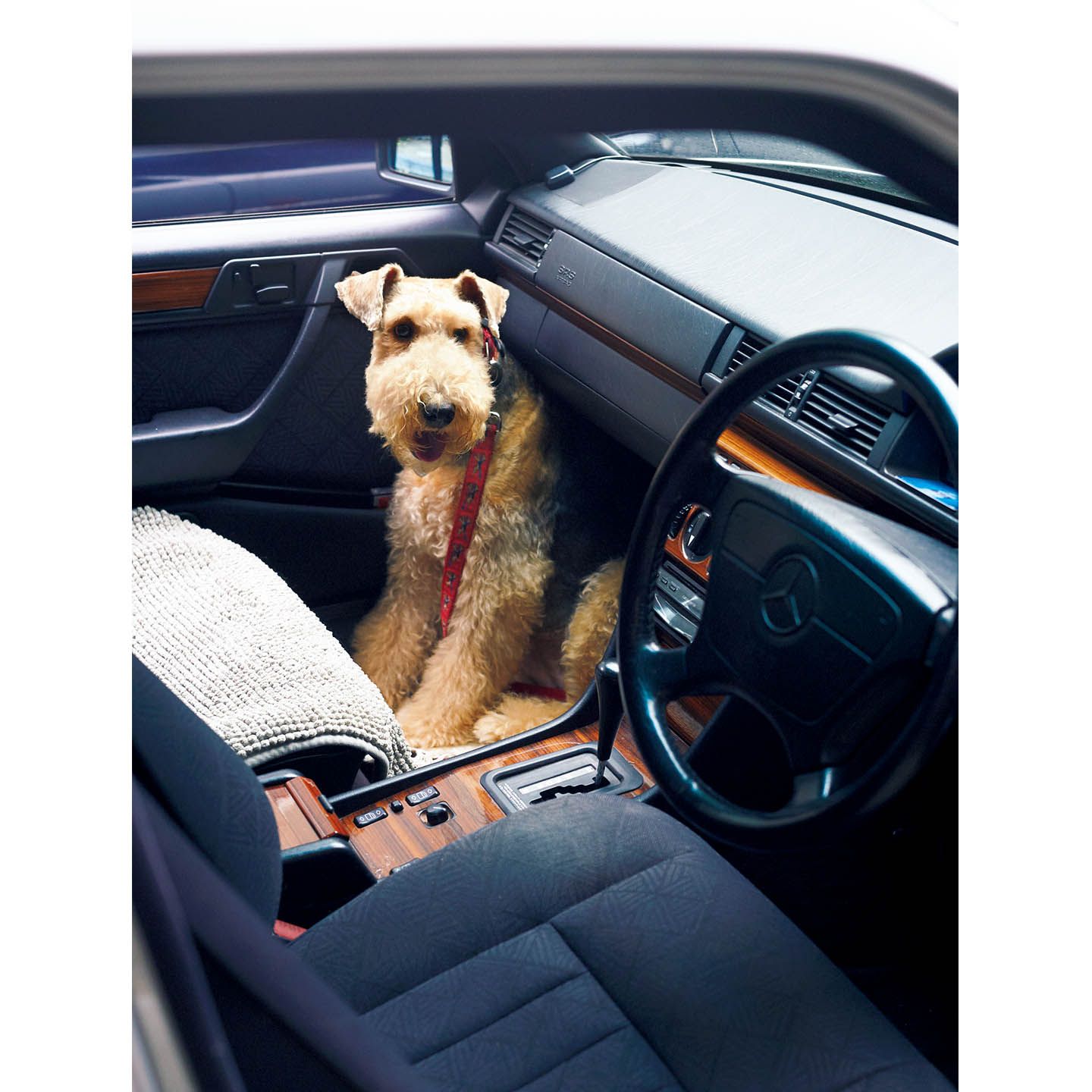 IE Precious_8,犬_4