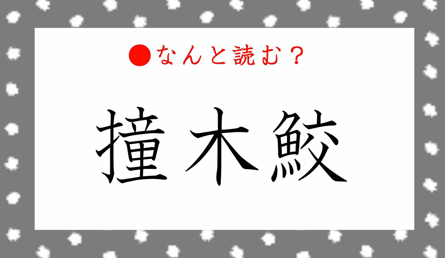 日本語クイズ　出題画像　難読漢字　「撞木鮫」なんと読む？