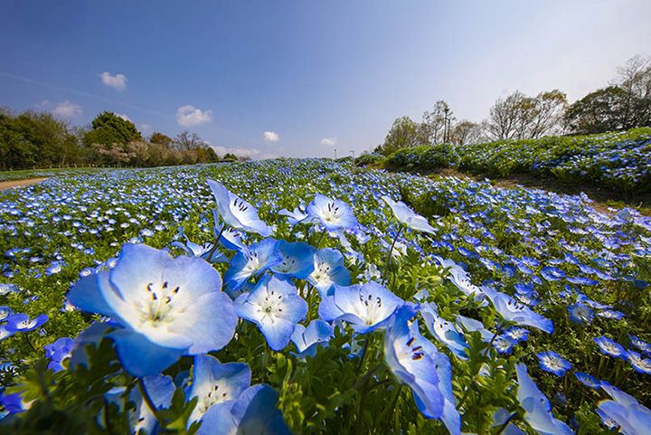 国営備北丘陵公園のネモフィラ