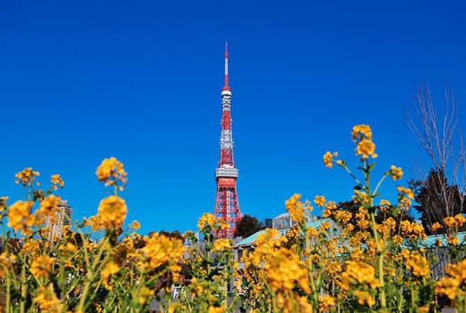 東京タワーと青空と花