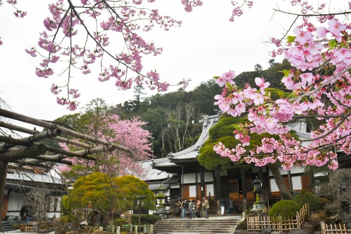 修善寺と桜