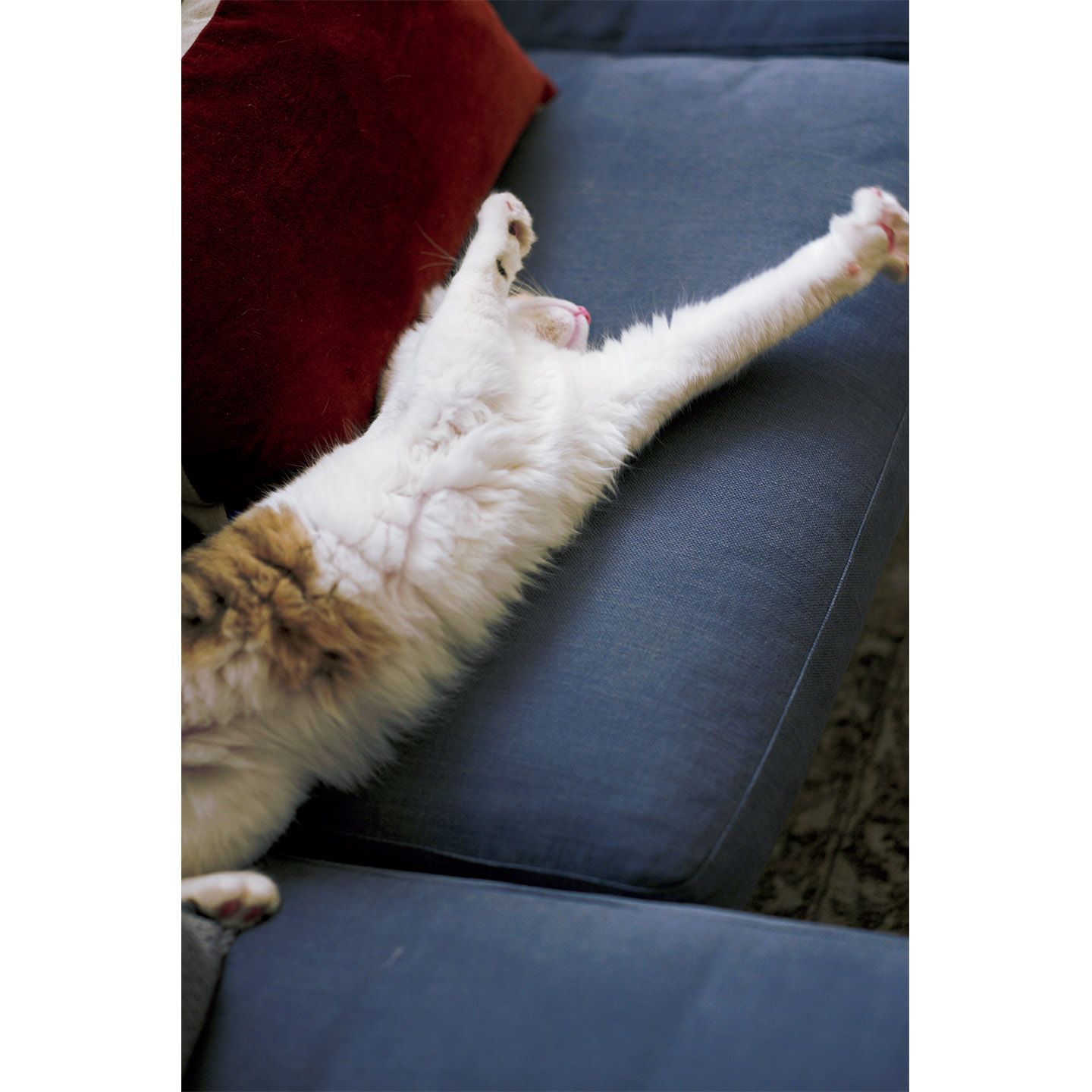猫_3