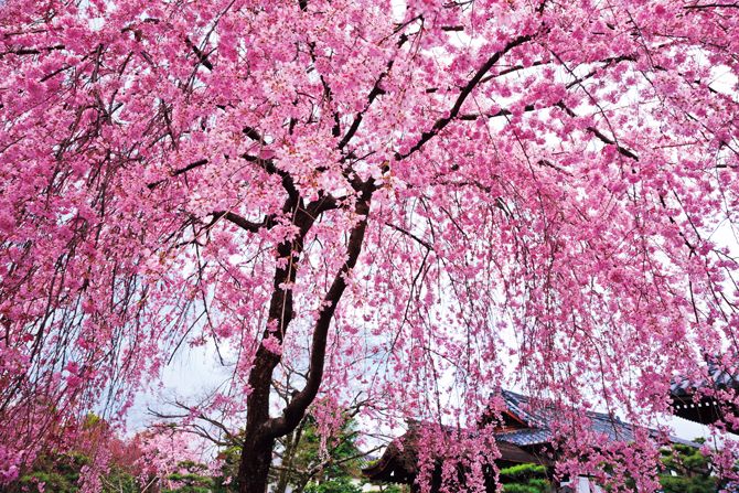 枝垂桜