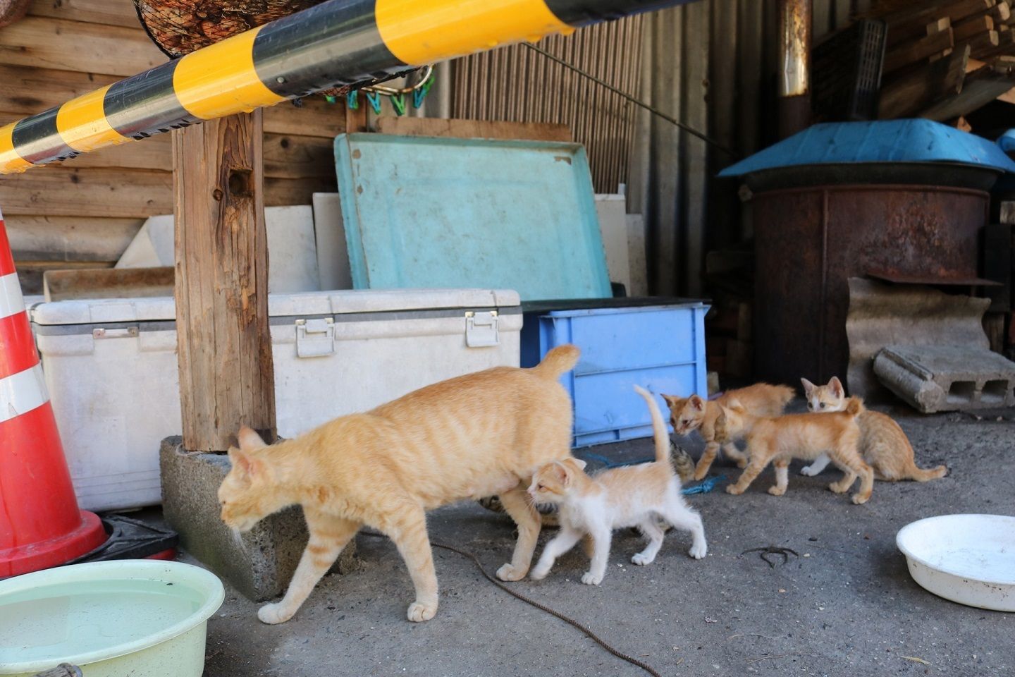 親猫のそばにいたがる子猫