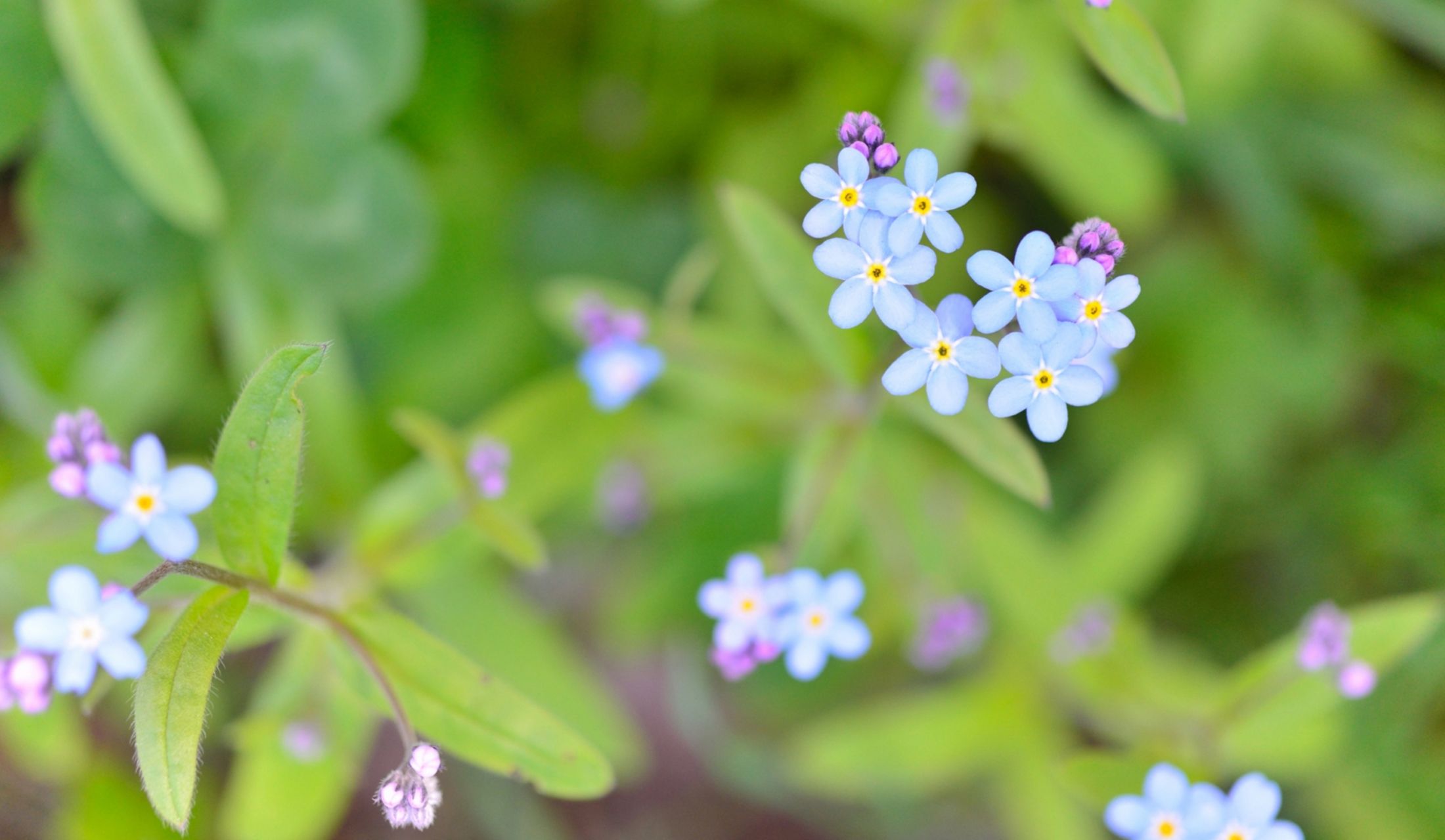 こちらが「勿忘草(わすれなぐさ)」です。