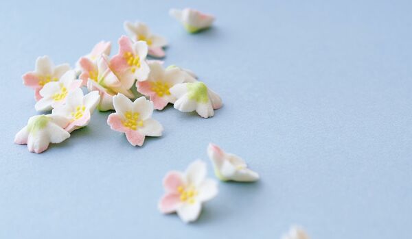 【春爛漫、「桜の和菓子」を愛でる】桐箱を開けた瞬間、小さな桜の銘菓に歓声！鳥取「和菓子 悠」の落雁にくぎ付け