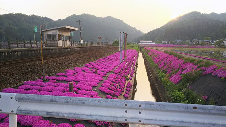 「シバザクラの里」のシバザクラ