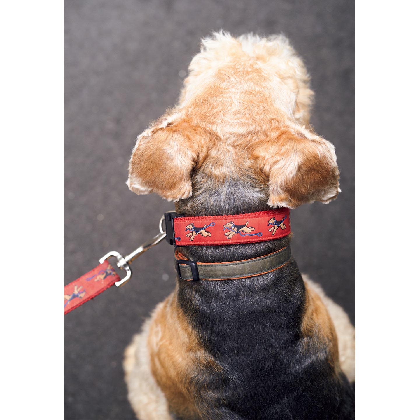 IE Precious_19,犬_7