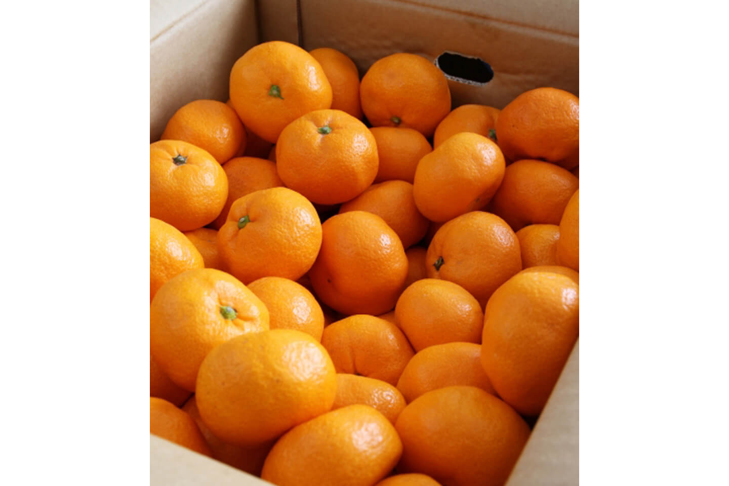箱にたくさん入っているみかんを買ってきて、そのまま保存していませんか?