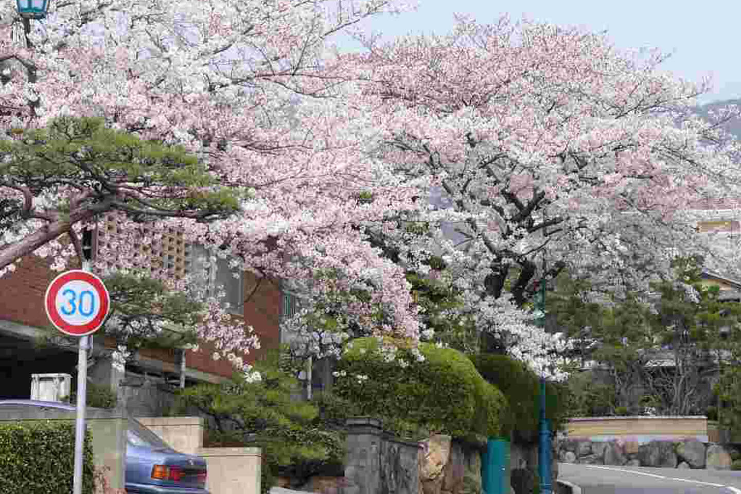 春には各邸宅の庭に植えられた桜が咲き乱れます / 六麓荘町 町内会webサイトより