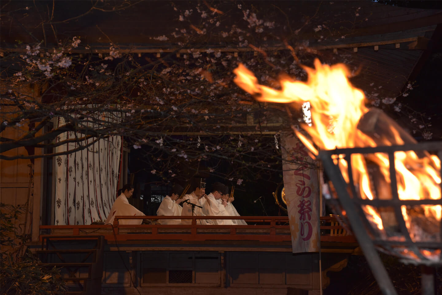篝火に照らされる夜桜の下、雅楽が優雅に響きわたります