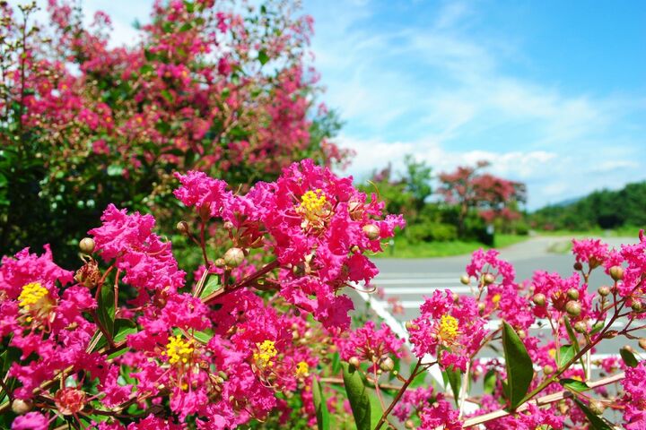 敷地内に咲く花