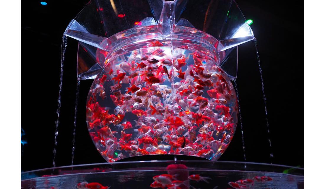 累計945万人を動員！金魚と和、デジタルアートの融合美を堪能する