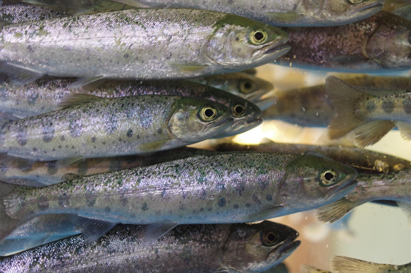 大将こだわりの食材が川魚の「やまべ」。