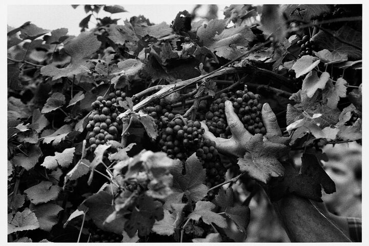 展覧会_2,ワイン_4