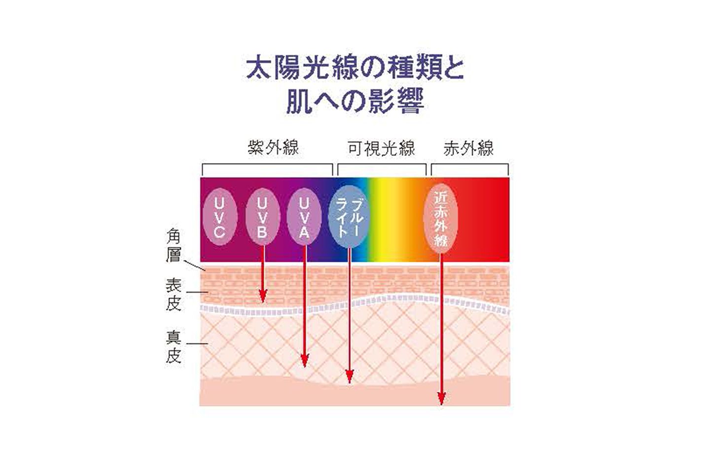 UVBは表皮まで、UVAは真皮まで到達。それ以外に、可視光線のなかのブルーライトは真皮の深部まで、赤外線のなかの近赤外線は真皮のさらに奥まで到達していたことが判明。