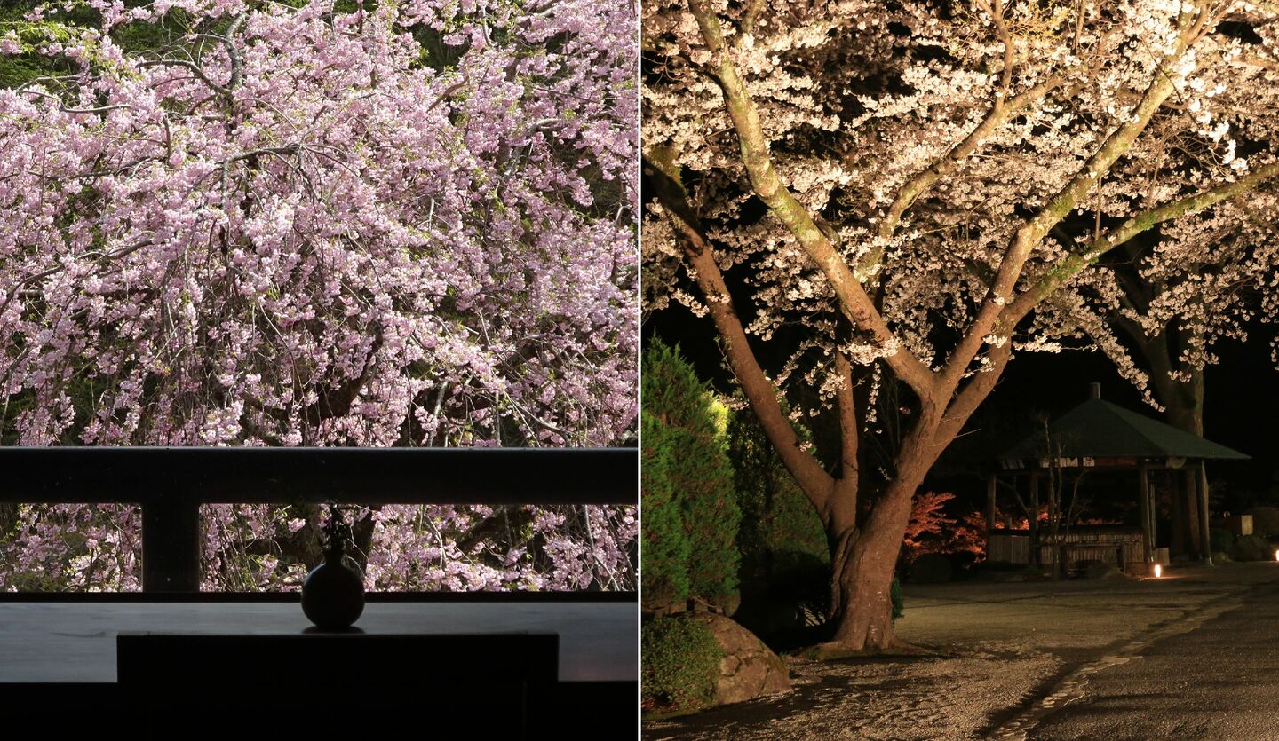 板室温泉 大黒屋の客室からの桜、夜桜のイメージ