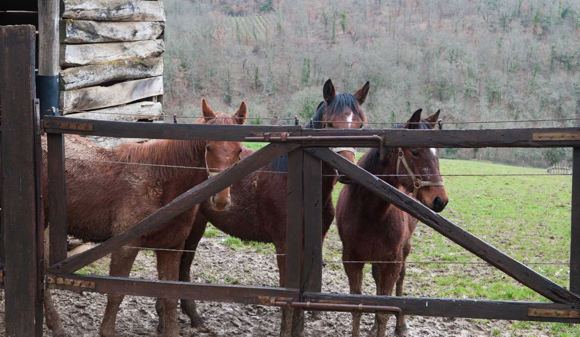 「テヌータ・デッリ・デイ」のまだ若い仔馬たち。やがてトスカーナ生まれの競走馬として世界に旅立ってゆく。