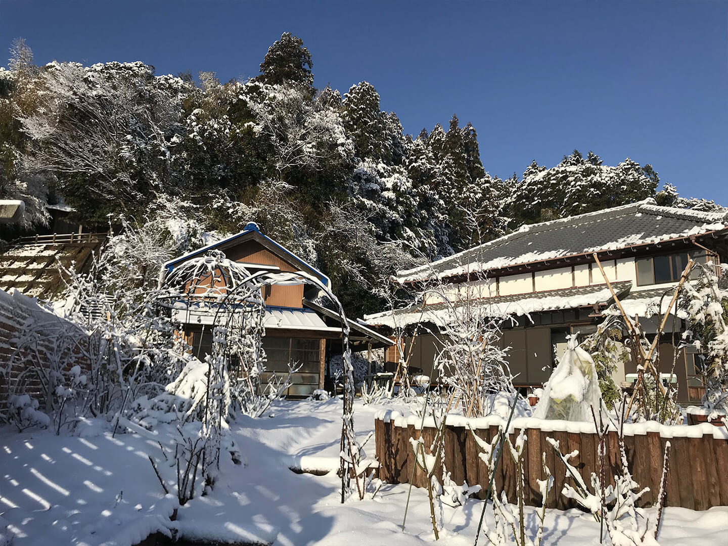 先日の大雪で、バラにも雪が積もりました。はらわないと枝が折れてしまうので、注意が必要です。
