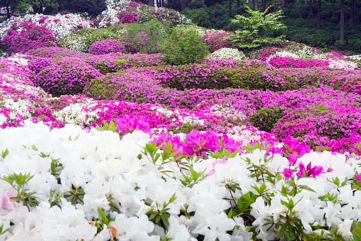 三室戸寺のツツジ