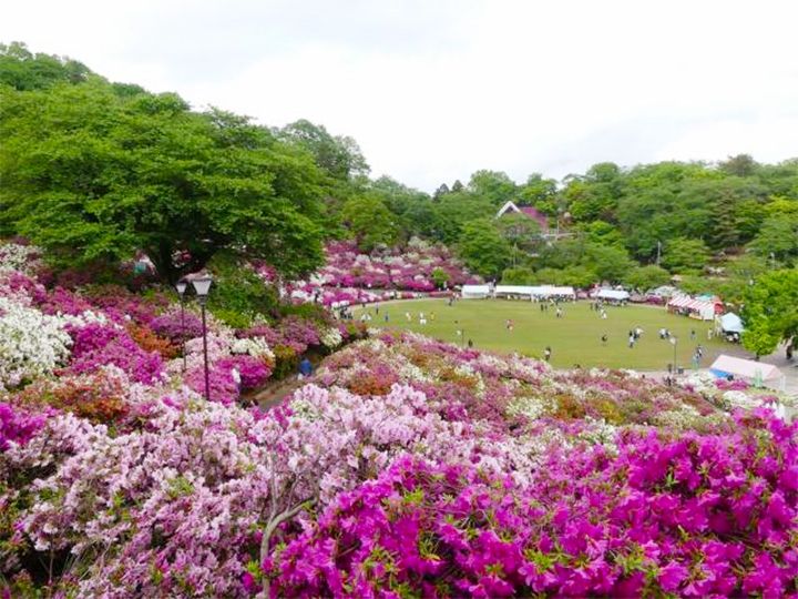 「西山公園」のツツジ