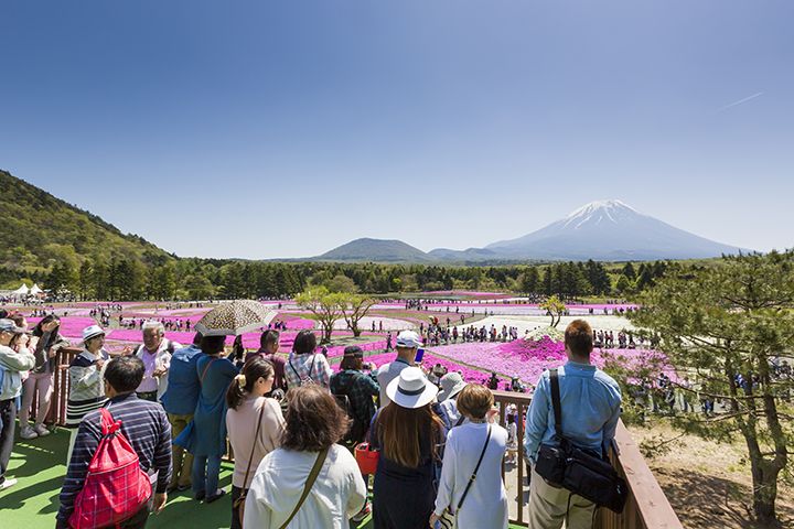 展望台からは、会場の芝桜を一望することができる