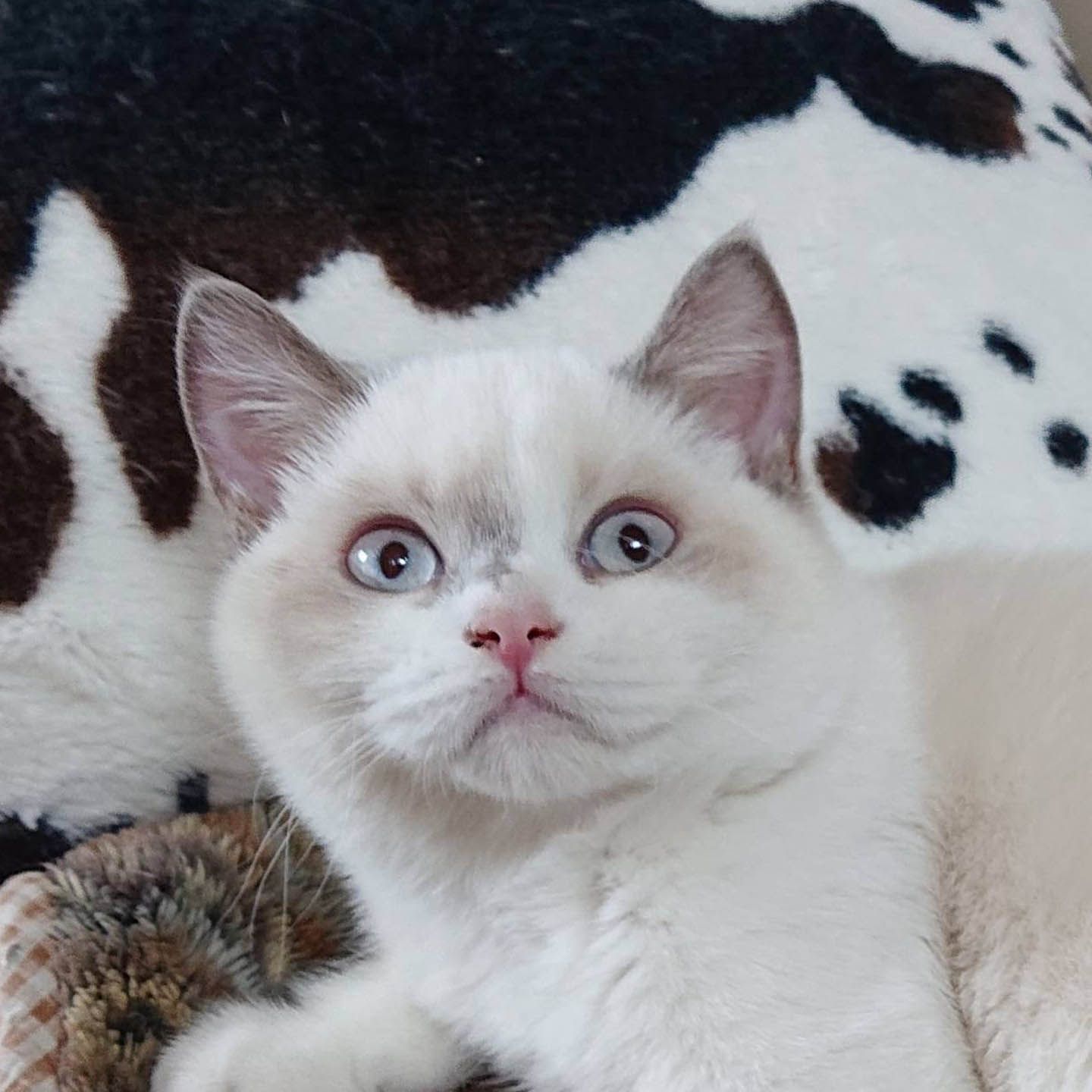 猫_8