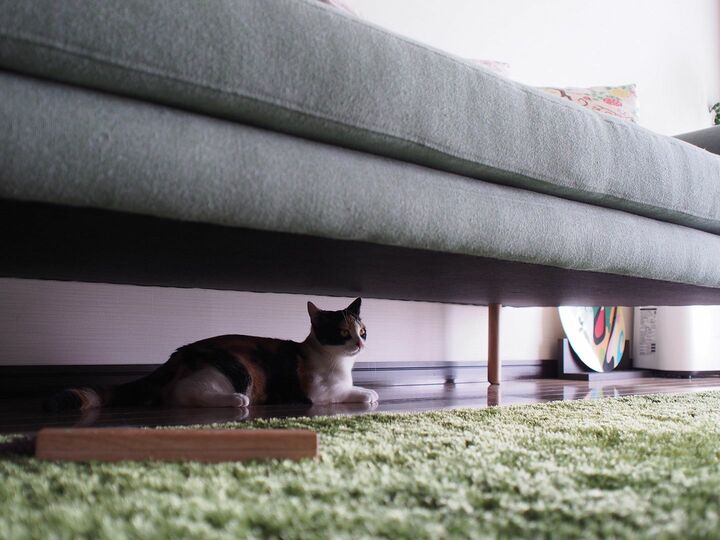 ソファの下に入り込んだり…