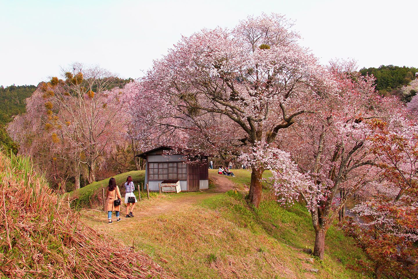 桜を見ながらの食事は、心も体も安らぎます。
