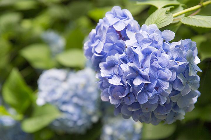 林の小径に咲くアジサイ