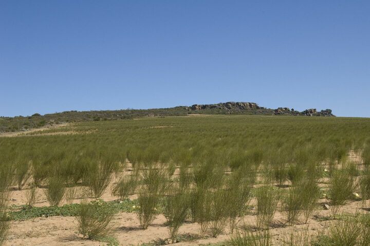 南アフリカの特定の地域にしか自生しないルイボス。