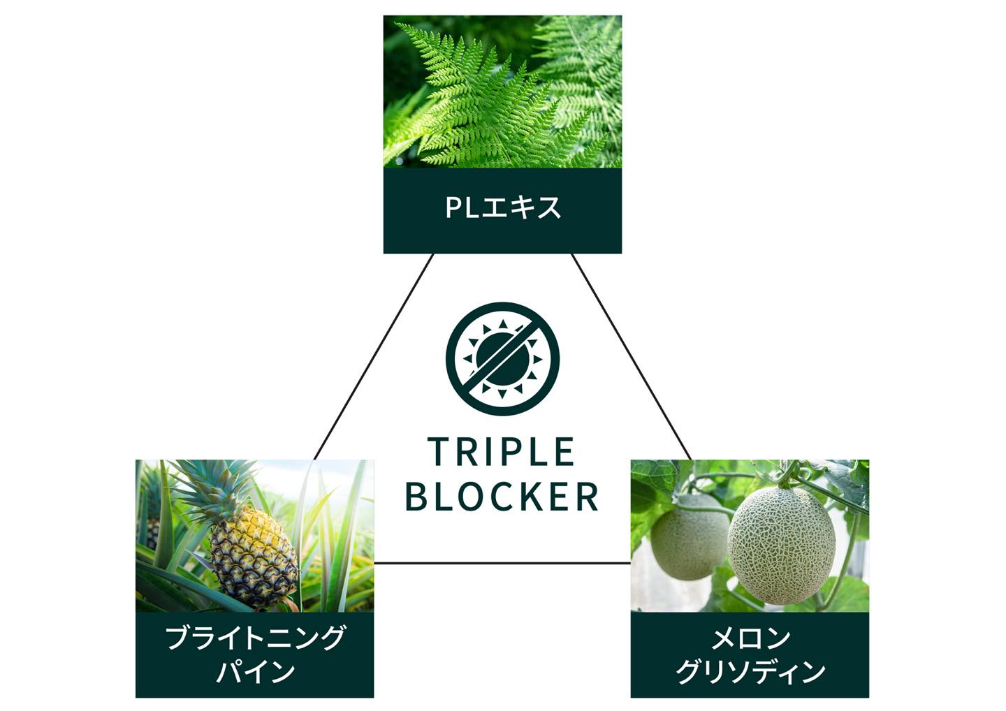 日焼け反応の防御効果のあるシダ由来の「PLエキス」、紫外線によるメラニン産生を抑制する「ブライトニングパイン」、高い抗酸化作用をもつ「メロングリソディン」の3種類を配合したオリジナル成分が「トリプルブロッカー」だ。