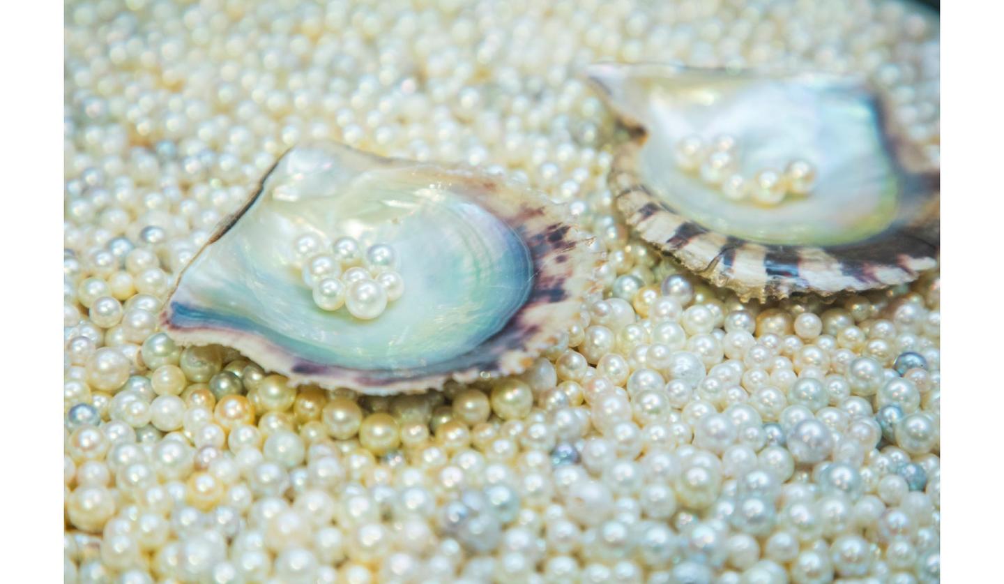 ミキモト真珠島で養殖されたアコヤ貝と美しい真珠。