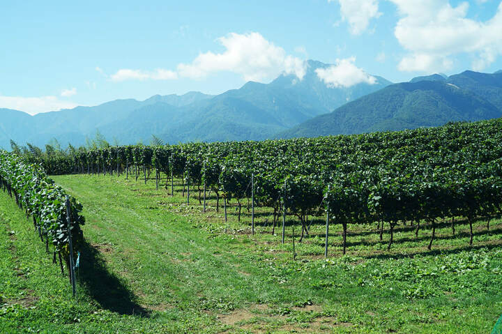 レ・パ・デゥ・シャ（猫の足跡）と名づけられた、池野さんの畑